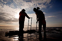 Cockle fishermen working in Morecambe Bay, Cumbria, England, UK, February. Model released. Did you know? Cockles are able to jump by bending and straightening their feet.