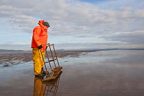Cockle fisherman working in Morecambe Bay, Cumbria, England, UK, February. Model released.