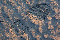 Human footprint in mudflats, Morecambe Bay, Cumbria, England, UK, February