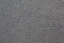 Wader footprints in mudflats, Morecambe Bay, Cumbria, England, UK, February