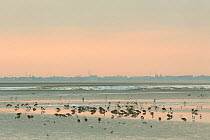 Mixed flock of Shelduck (Tadorna tadorna), Pintail duck (Anas acuta) and small waders feeding on mudflats, with town in background, Morecambe Bay, Cumbria, England, UK, February