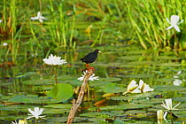 Black crake (Amaurornis flavirostra) perched on branch sticking out of water, amongst waterlilies, The Gambia, May