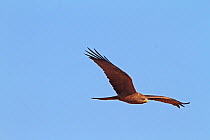 Black kite (Milvus migrans) in flight, The Gambia, December