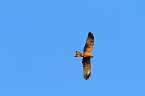 Black kite (Milvus migrans) in flight, The Gambia, December
