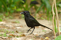 Black magpie (Ptilostomus afer) searching for food on ground, The Gambia, December