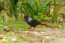 Black magpie (Ptilosomus afer) juvenile searching for food on ground, The Gambia