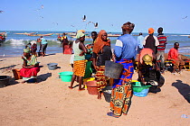 The Gambians buying and selling fish on Tanji beach, The Gambia, December 2010