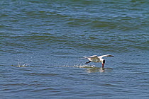 Caspian tern (Hydroprogne caspia) flying over water, fishing, The Gambia, December