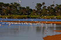 Caspian tern (Hydroprogne caspia) flock at water,  The Gambia, December