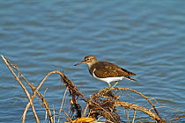 Common sandpiper (Actitis hypoleucos) perched on branch over water, The Gambia, December