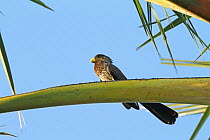Grey plantain-eater (Crinifer piscator) perched, The Gambia, December