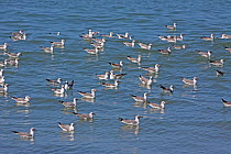 Flock of Grey-headed gulls (Chroicocephalus cirrocephalus) on water, The Gambia, December