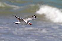 Grey-headed gull (Chroicocephalus cirrocephalus) in flight over water, with food in beak, The Gambia, December