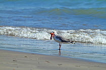 Grey-headed gull (Chroicocephalus cirrocephalus) standing on shore with food in beak, The Gambia, December