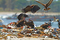 Hooded vulture (Necrosyrtes monachus) feeding on rubbish on beach, The Gambia, December