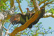 Hooded vulture (Necrosyrtes monachus) drying wings in tree after bathing, The Gambia, December
