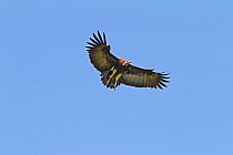 Hooded vulture (Necrosyrtes monachus) in flight, The Gambia, December