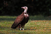 Hooded vulture (Necrosyrtes monachus) on lawn of tourist lodge, The Gambia, December