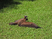 Hooded vulture (Necrosyrtes monachus) sunning on lawn of tourist lodge, The Gambia, December