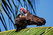 Hooded vulture (Necrosyrtes monachus) preening in tree, The Gambia, December