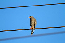Lizard buzzard (Kaupifalco monogrammicus) perched on overhead electric cable, The Gambia, December