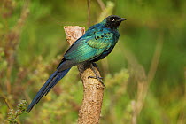 Long-tailed glossy starling (Lamprotornis caudatus) perched, The Gambia, December