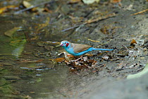 Red-cheeked cordon-bleu (Uraeginthus bengalus) male drinking from forest pool, The Gambia, December