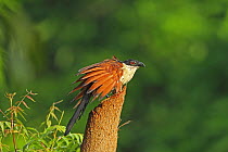 Senegal coucal (Centropus senegalensis) perched on log, drying wings, The Gambia, December