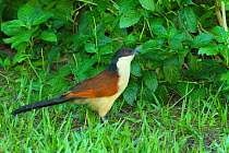 Senegal coucal (Centropus senegalensis) on ground, The Gambia, December