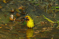 Black necked / Spectacled weaver (Ploceus nigricollis) male bathing in forest pool, The Gambia, December