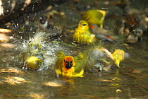 Black necked / Spectacled weaver (Ploceus nigricollis) male and females bathing in forest pool, The Gambia, December