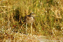 Spotted thick-knee / Cape dikkop (Burhinus capensis) on ground, The Gambia, December