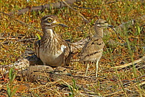 Spotted thick-knee / Cape dikkop (Burhinus capensis) at ground nest with chicks, The Gambia, December