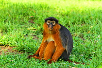 Western red colobus monkey (Procolobus badius) sitting on ground, The Gambia, December