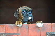 Boxer looking over closed door, standing on hind legs