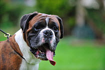Boxer with tongue hanging out, on lead