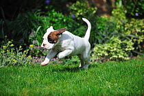 Boxer puppy running in garden