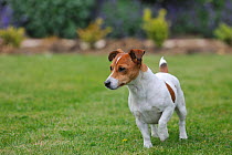 Jack russell terrier standing with front left paw raised