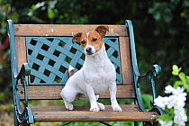 Jack russell terrier sitting on wooden bench