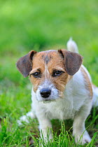 Jack russell terrier sitting