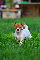 Jack russell terrier puppy in garden