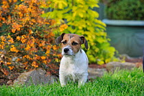 Jack russell terrier in garden
