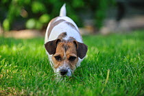 Jack russell terrier sniffing ground
