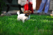 Jack russell terrier puppy in garden