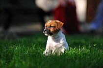 Jack russell terrier puppy sitting