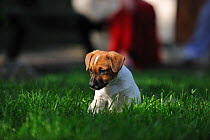 Jack russell terrier puppy sitting in garden