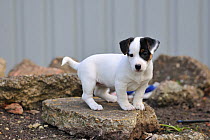 Jack russell terrier puppy standing on rubble