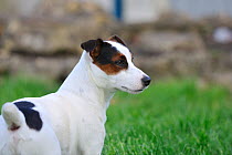 Jack russell terrier portrait