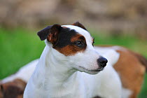 Jack russell terrier portrait