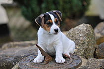 Jack russell terrier puppy sitting on sun dial